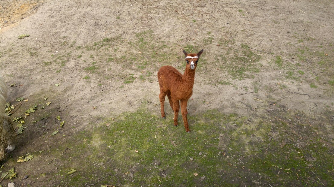 A ginger baby llama with white eyebrows, looking angry