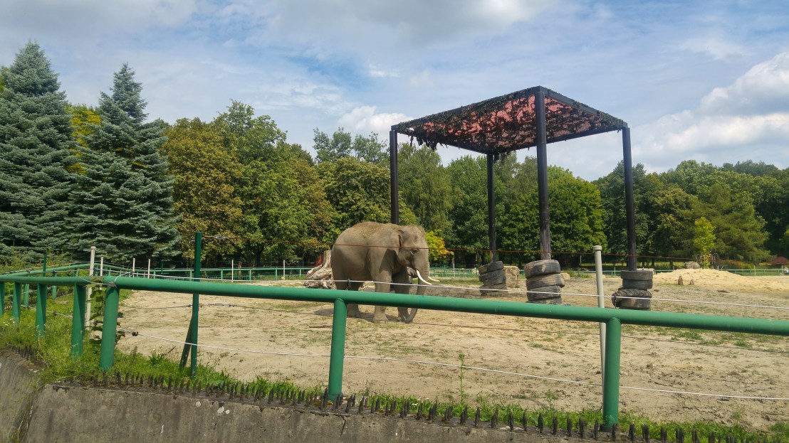 An elephant in its enclosure and green trees in the background
