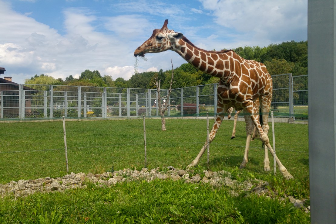 Zoo Trip – Chorzów,&nbsp;Poland
