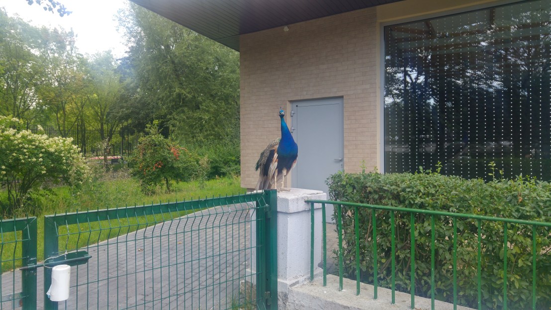 A free roaming male peacock standing on a fence
