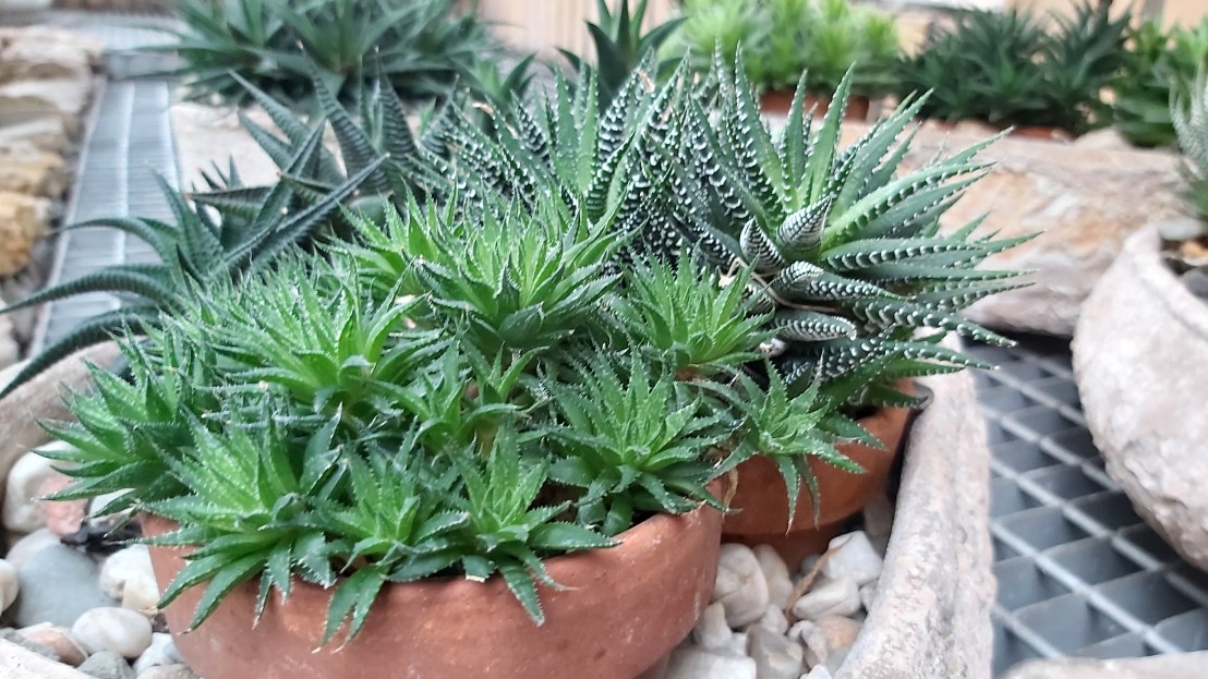 Small succulents in clay pots