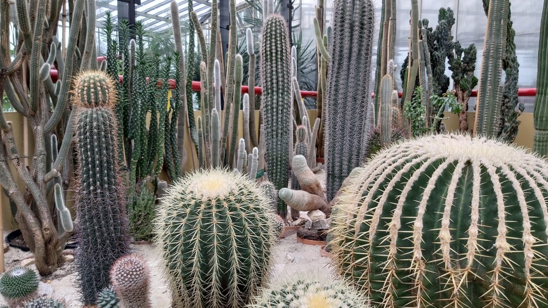 Multiple tall cacti and big round cacti