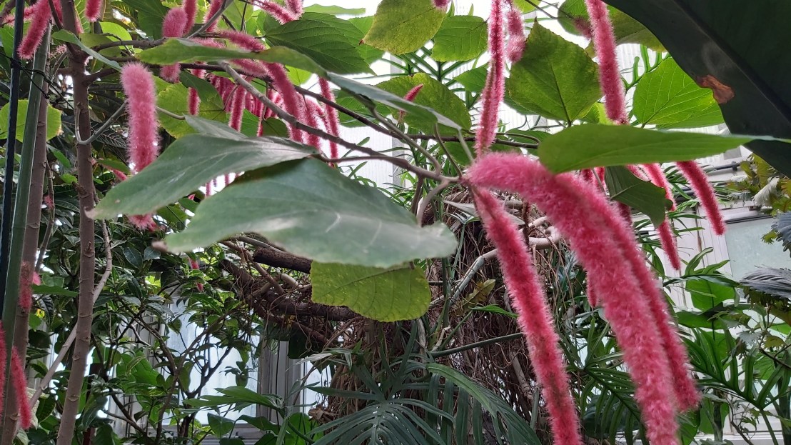 Fluffy pink tassels growing on a tree in a palm house