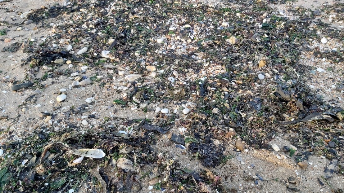 Shells and seaweed on the beach in Margate
