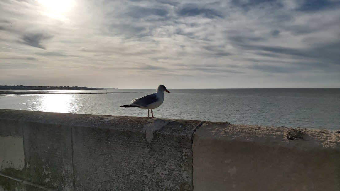 A seagull on a concrete fence, with the sea in the background - Margate