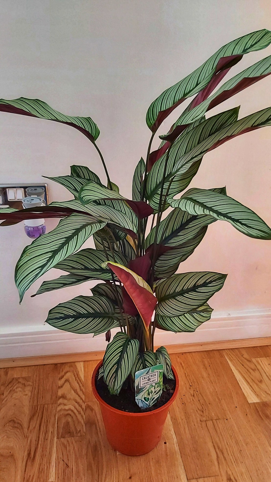 Calathea plant on the floor, bought at Columbia Road