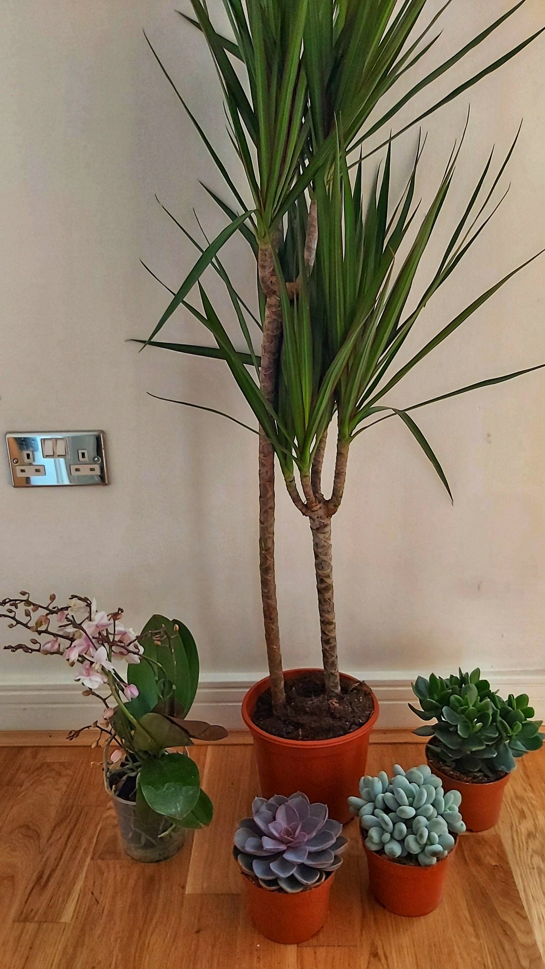 A dragon plant, a mini orchid and three succulents on the floor