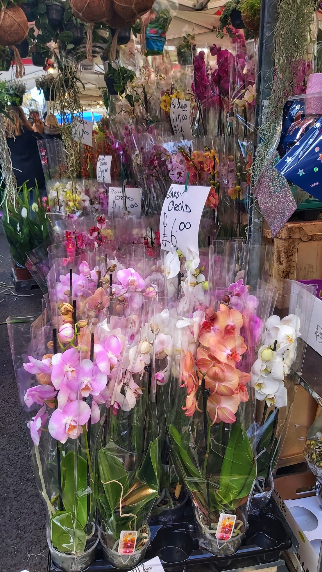 Orchids at Columbia Road flower market
