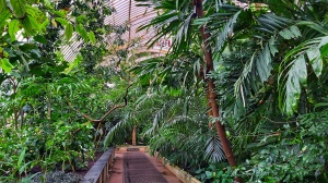 Kew Gardens - tall palm trees