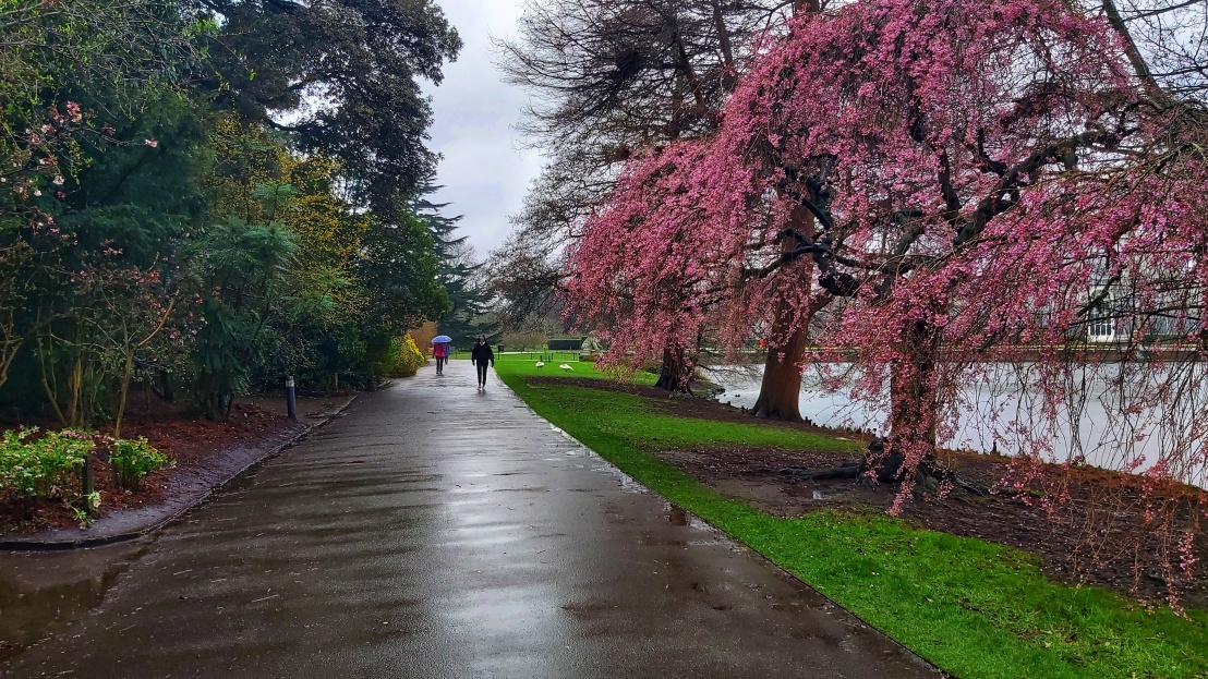 Kew Gardens in the rain - pink trees outdoors