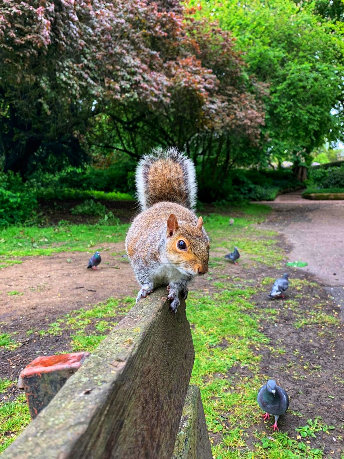 A red squirrel on top of a bench in a park