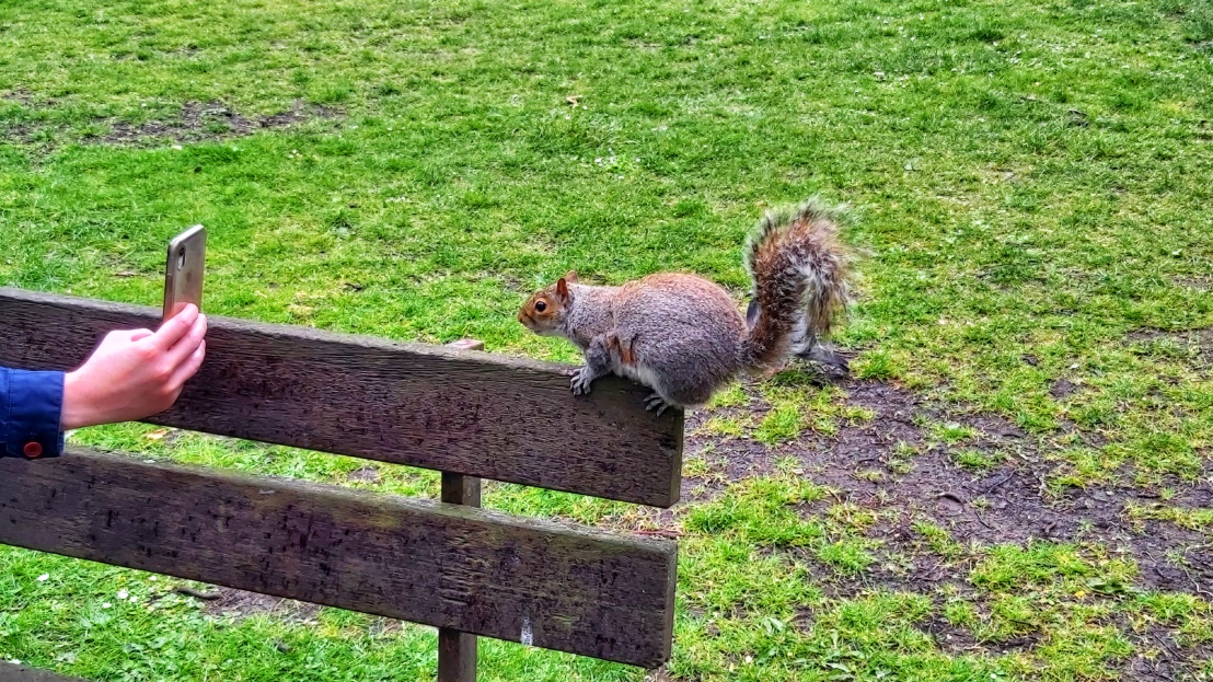 Squirrel on a bench, looking into a camera and a hand holding it