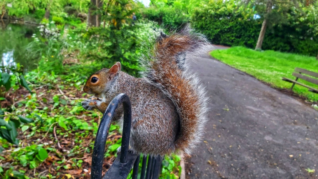 A squirrel sitting on a metal fence in Ruskin Park, profile
