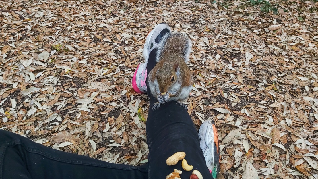 A squirrel sitting on my leg, eating a nut and a selection of nuts