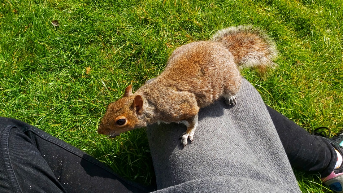 A curious squirrel of Ruskin Park on my leg