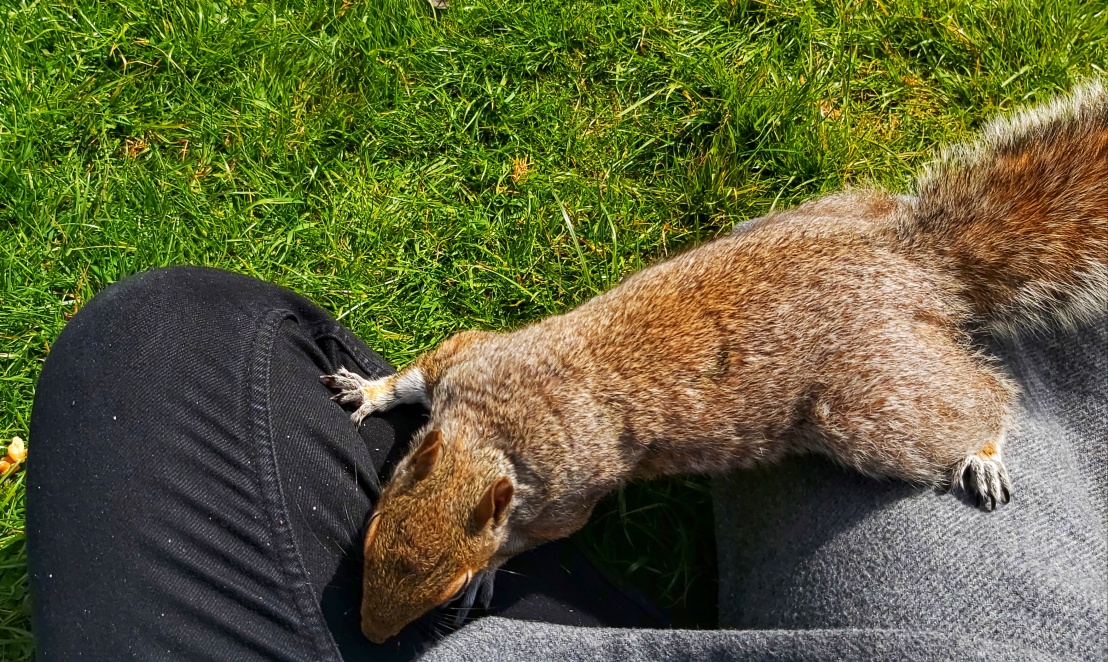 Red squirrel climbing my leg, looking for nuts