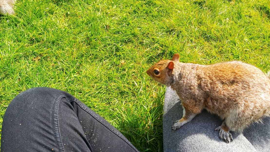 A red grey squirrel sitting on my leg, looking around