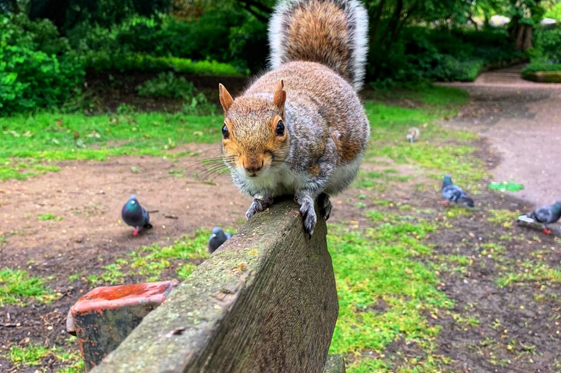 The Squirrels of Ruskin Park