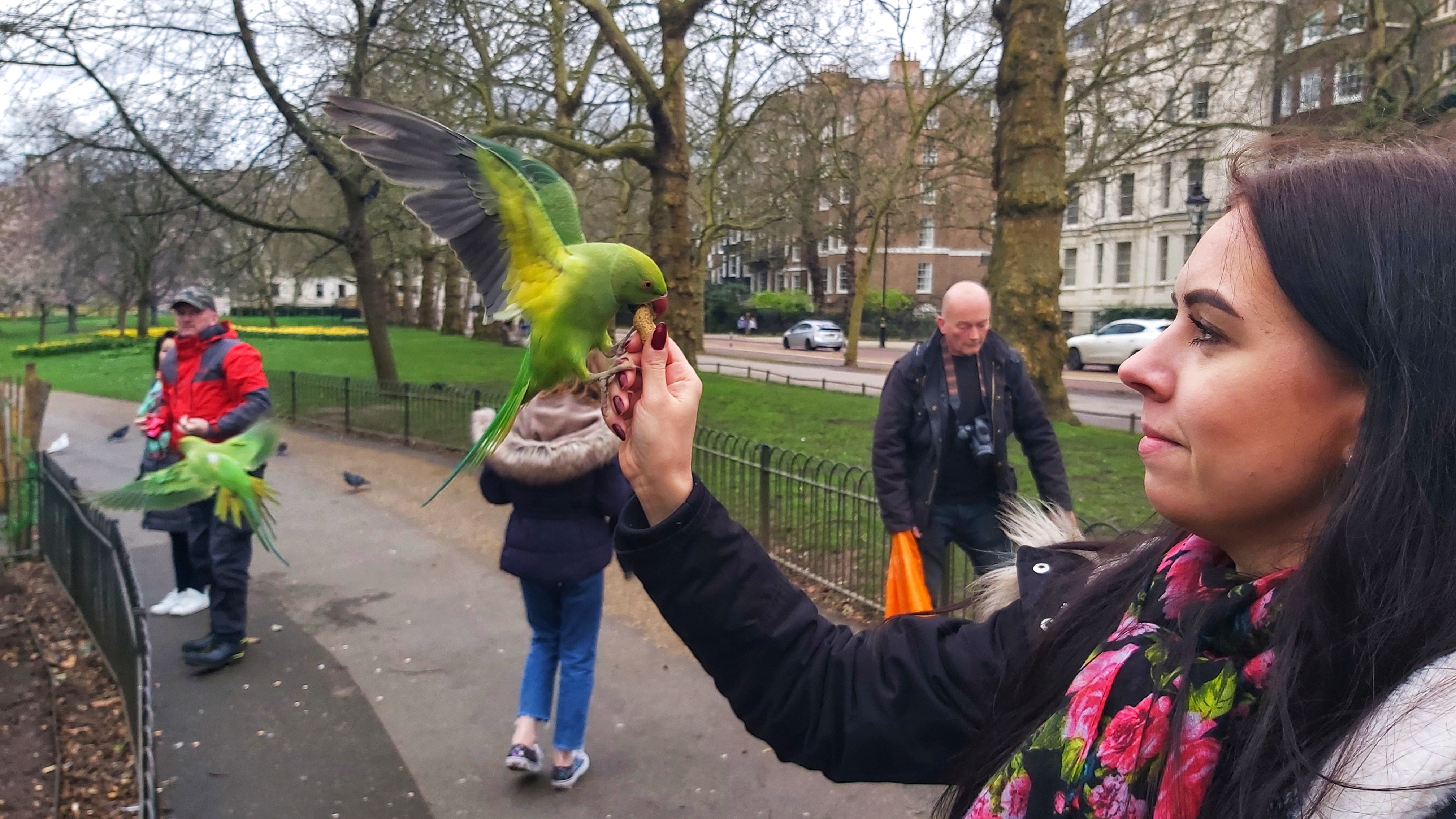 Holding a green parrot in St James's Park, London
