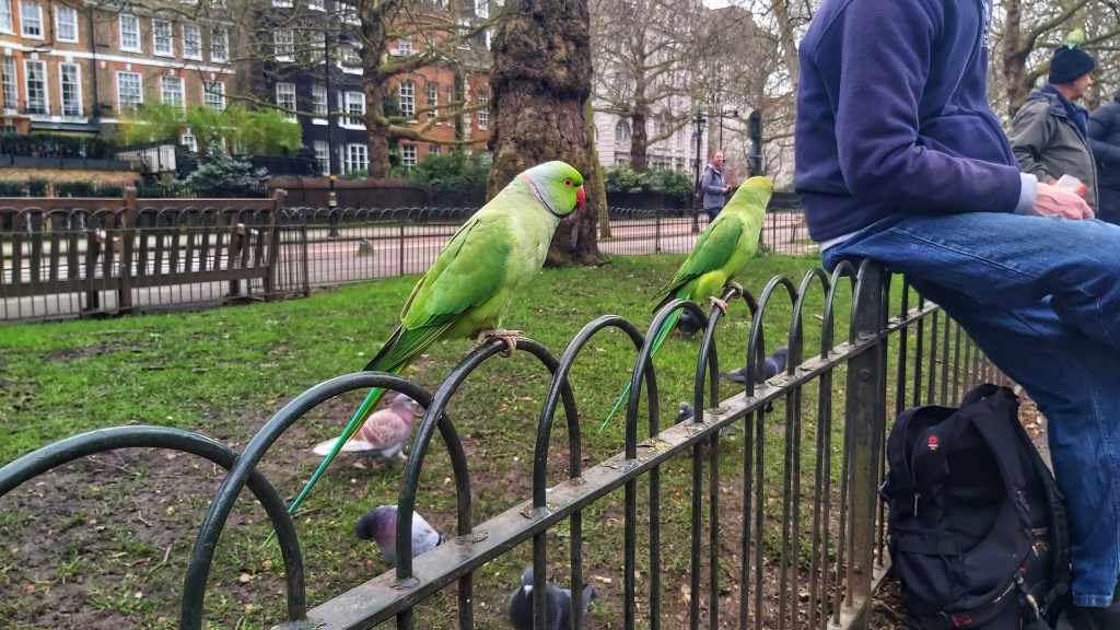 Two green parrots sitting on a fence in St James's Park