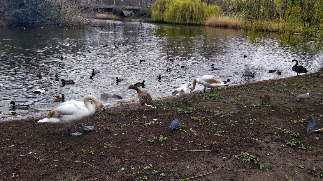 Swans, geese and ducks in a pond in St James's Park