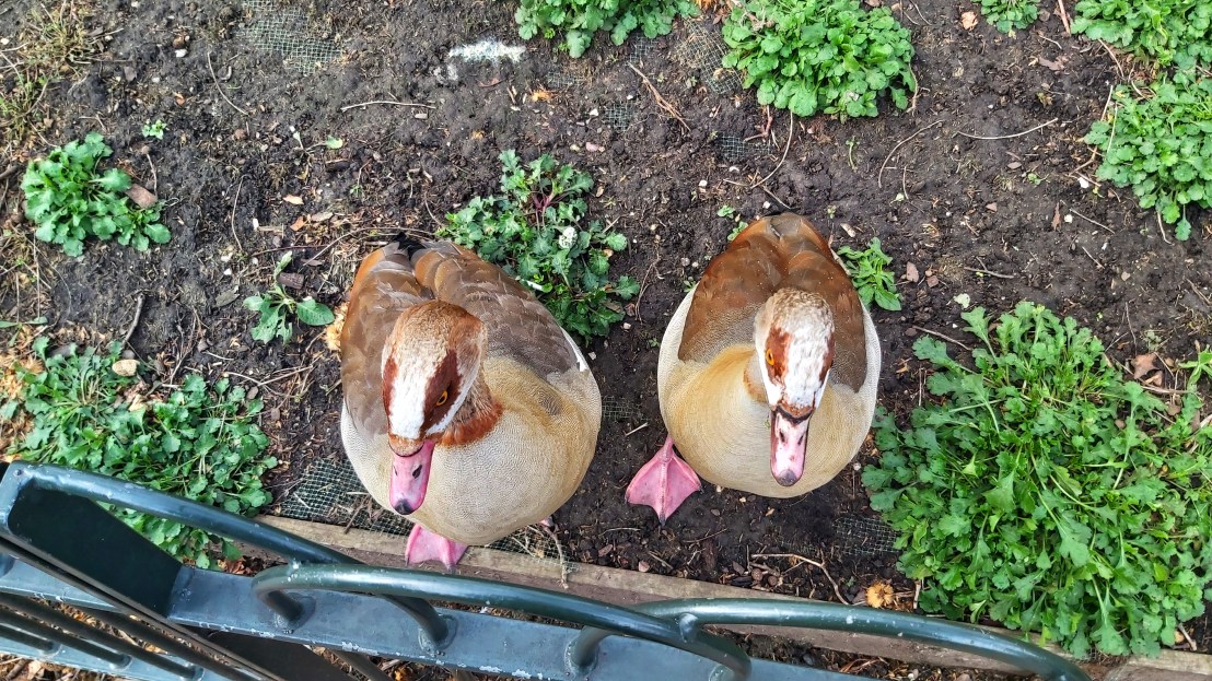 Two brown and white geese in St James's Park