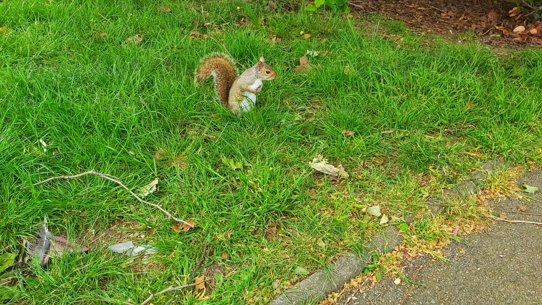 London parks - West Ham Park - squirrel