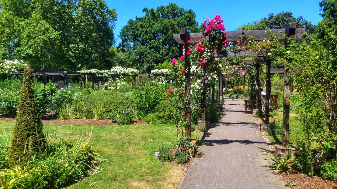 London parks - West Ham Park - climbing red roses