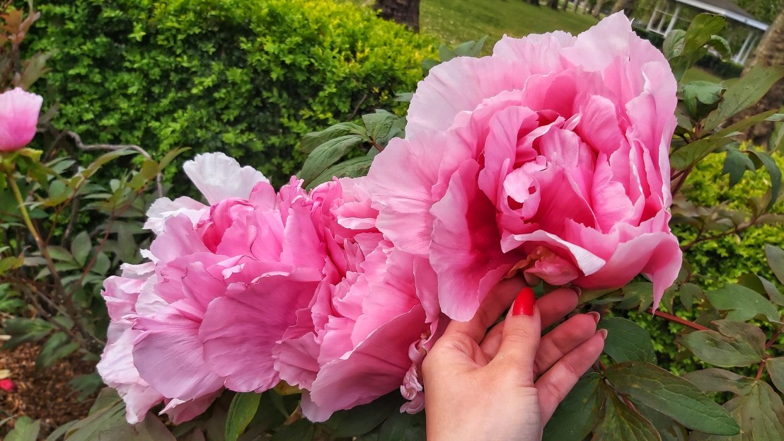 London parks - West Ham Park - huge pink roses