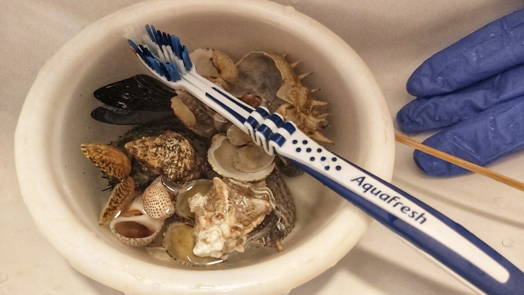 How To Clean Seashells – Alphe's Corner