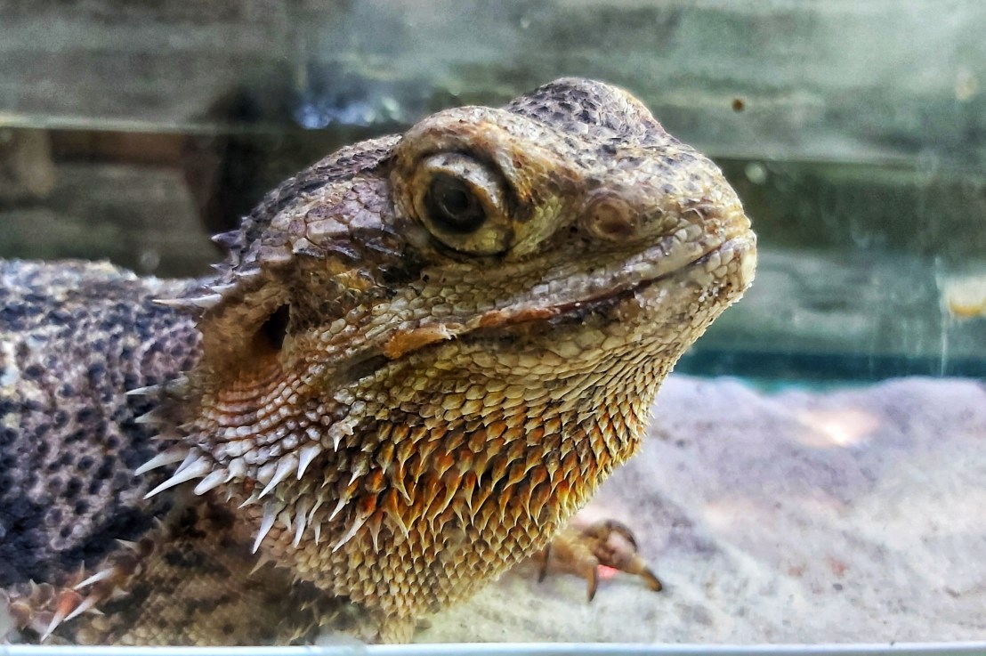 22 Fun Facts About&nbsp;Animals