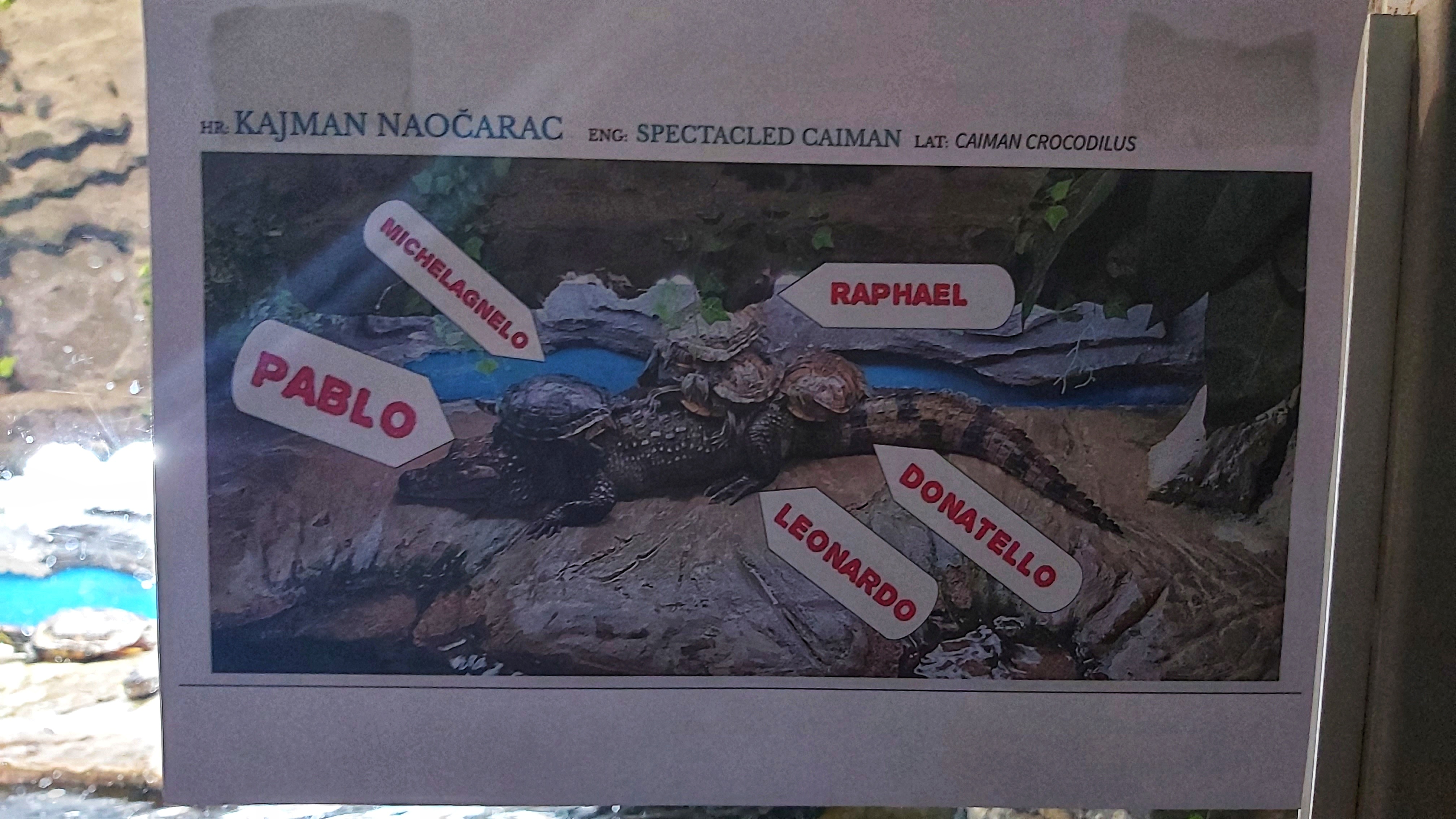 Croatia Sibenik Aquarium Caiman With Turtles