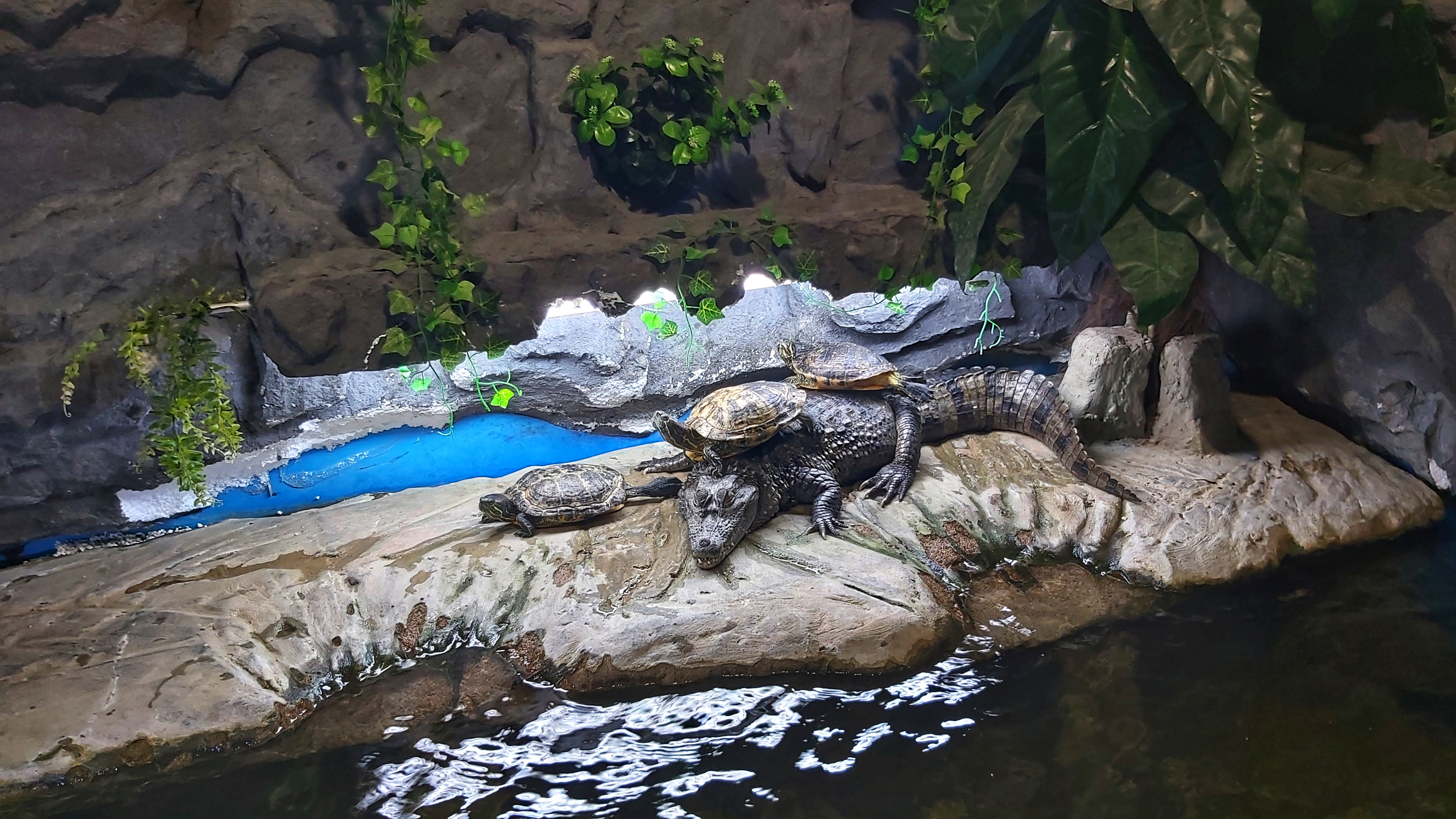 Croatia Sibenik Aquarium Caiman With Turtles