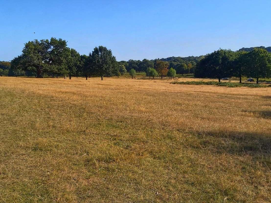 London Richmond Park - open space