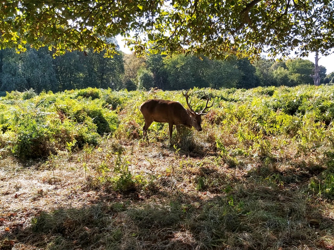 London Richmond Park grazing deer
