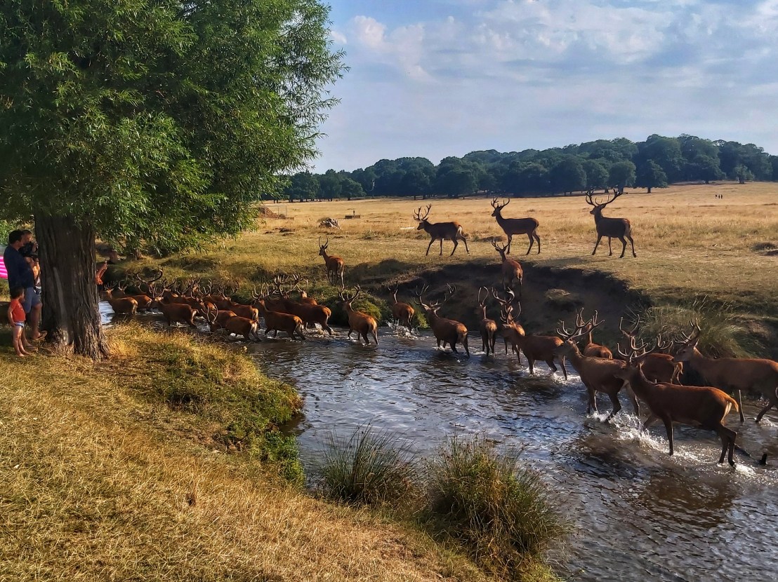 London Richmond Park deers in the river