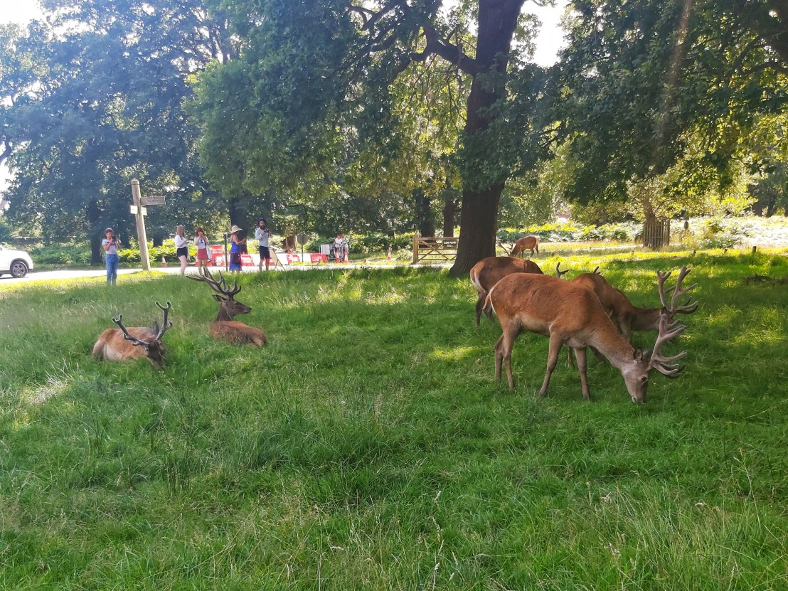 London Richmond Park Deer