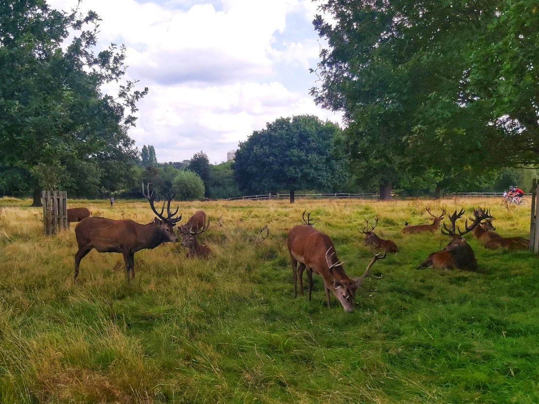 London Richmond Park feeding deer