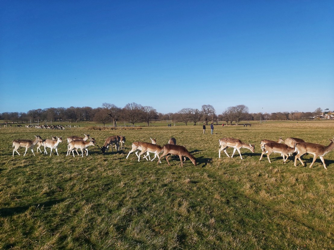 London Richmond Park lots of deers feeding in the open space