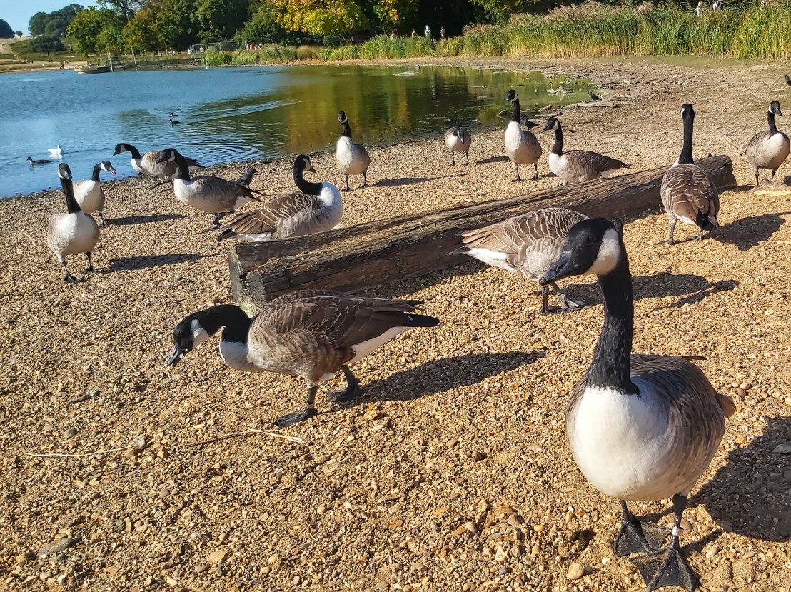London Richmond Park - geese