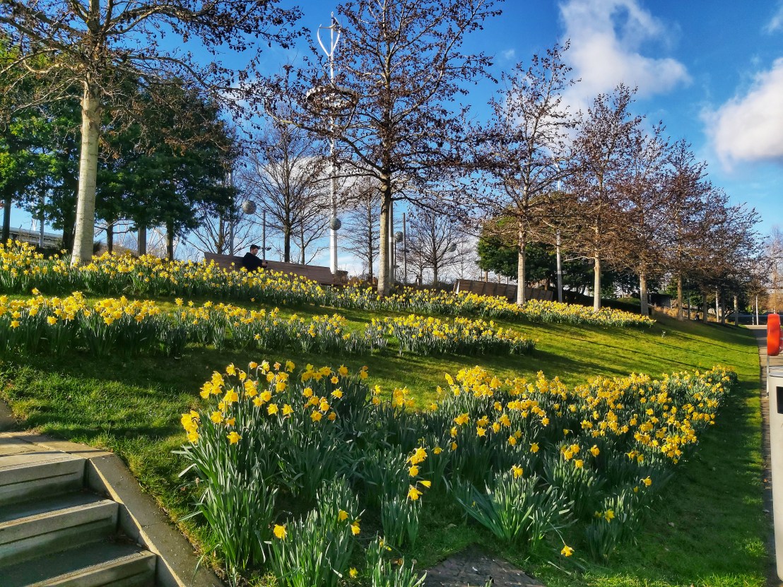 London Parks - Queen Elizabeth Olympic Park - Daffodils