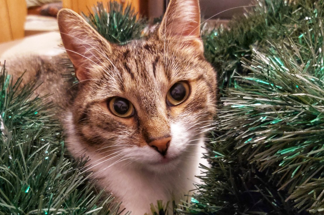 30 Interesting Facts About&nbsp;Cats