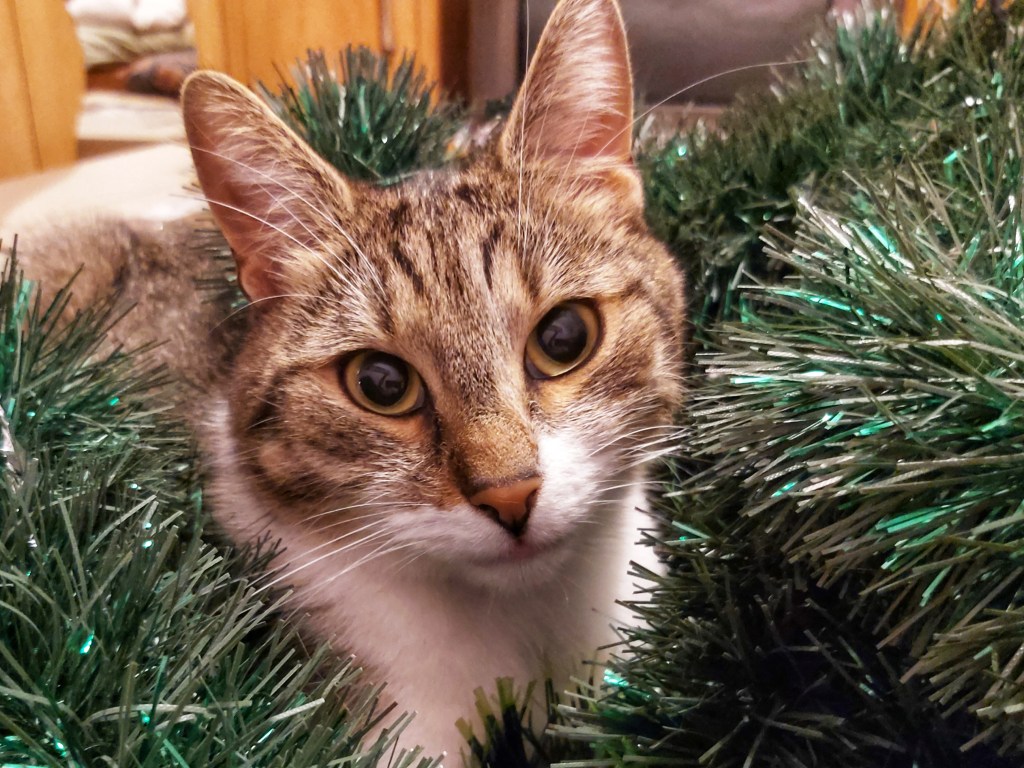 Fun Facts About Cats