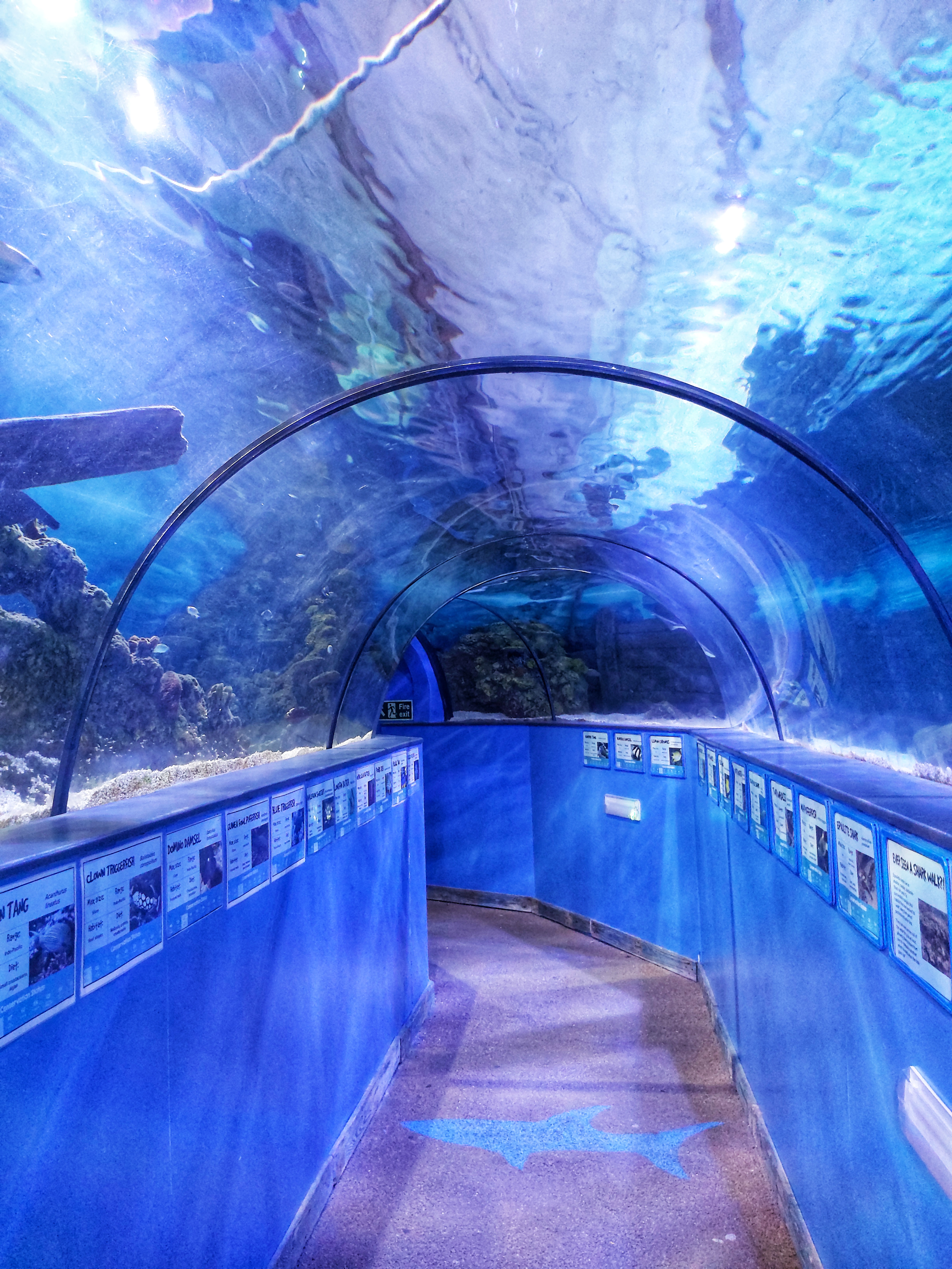 Hastings Aquarium Tunnel
