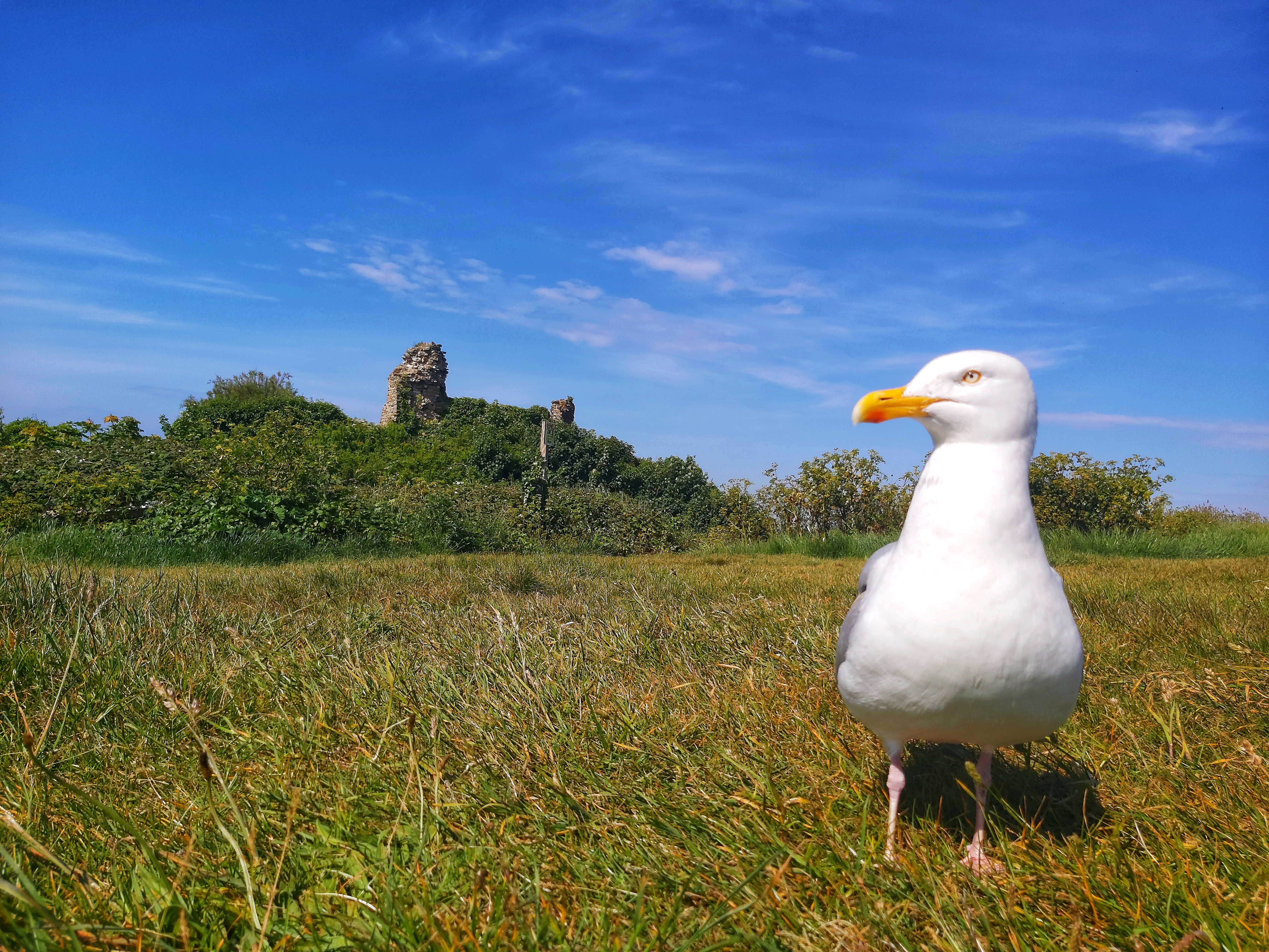 Hastings Castle Seagull
