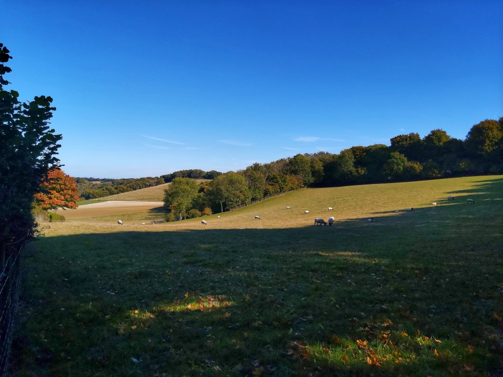 An autumnal landscape. A small hill with a flock of grazing sheep.