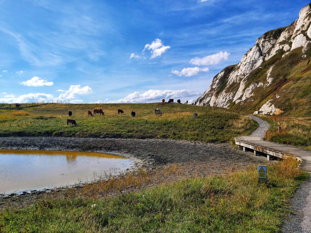 Cows grazing at the foot of white cliffs between Folkestone and Dover.