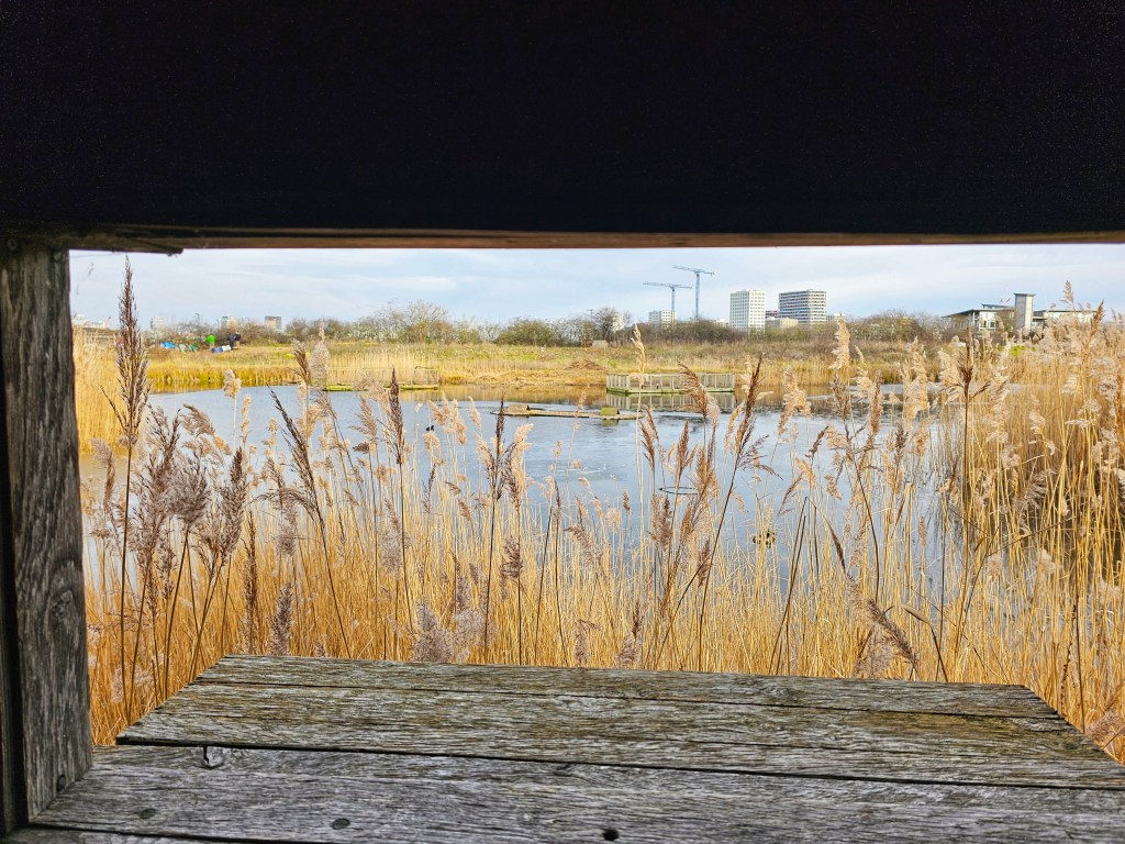 View from a bird watching hut. Small pond with the view partially blocked by tall, yellow grass.