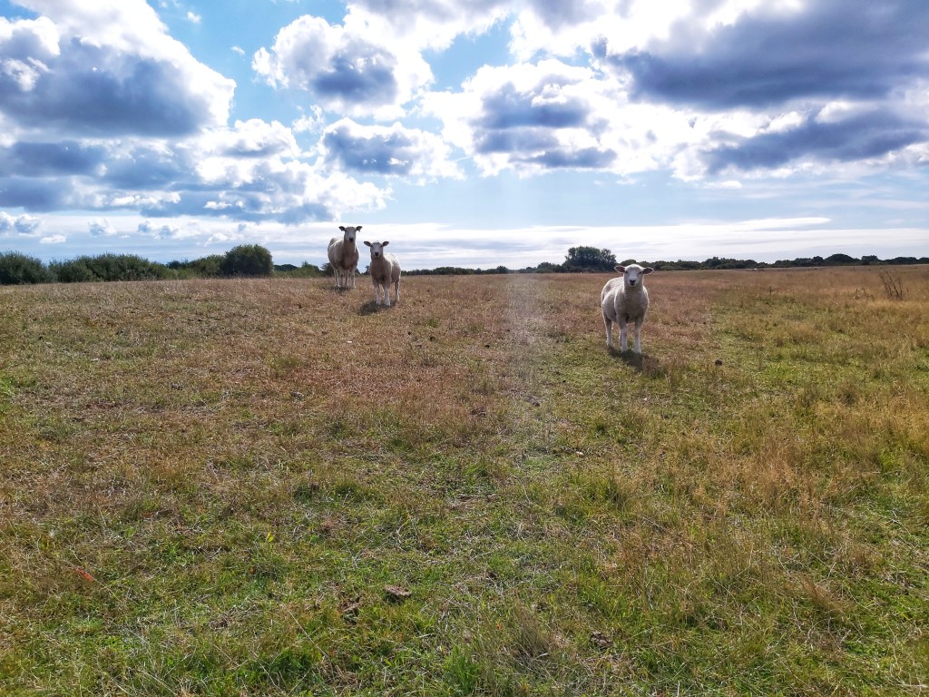 Three sheep in Rye Harbour Nature Reserve, staring straight into the camera.