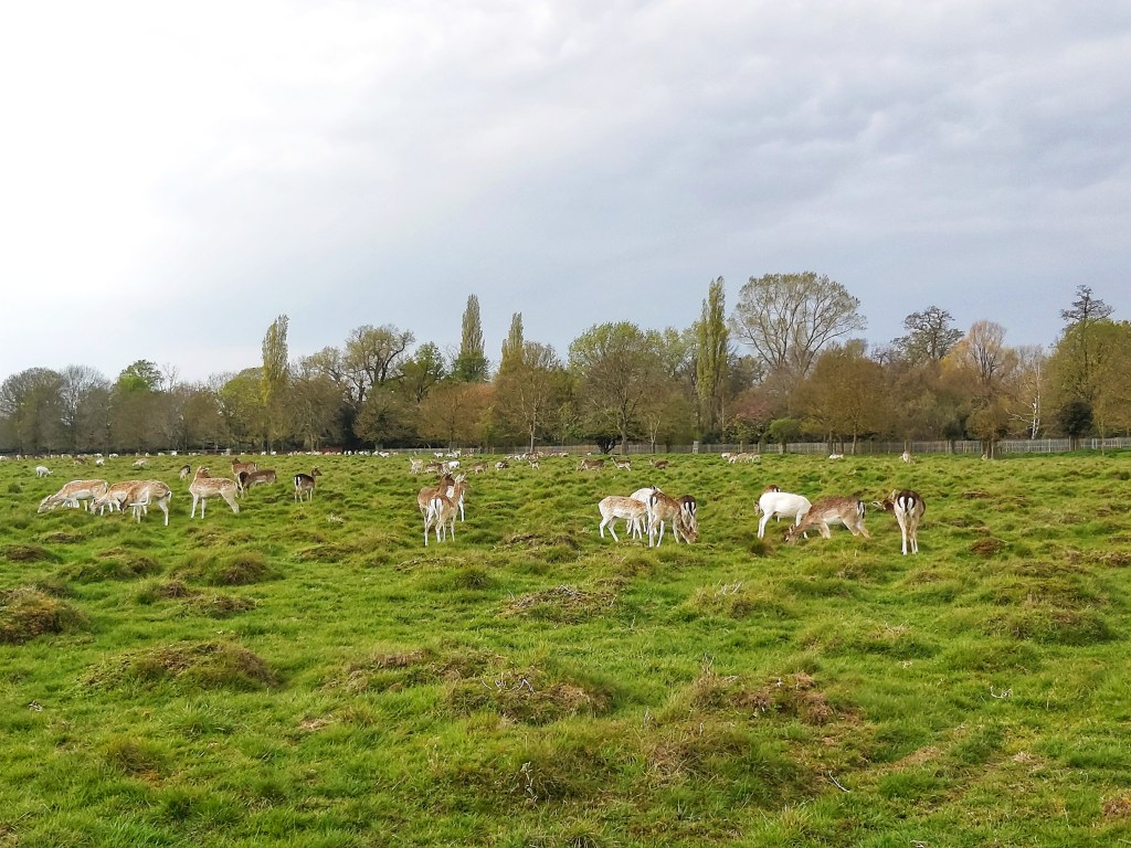 Dozens of deer grazing on a large, green meadow. Photo taken in Home Park in West London.